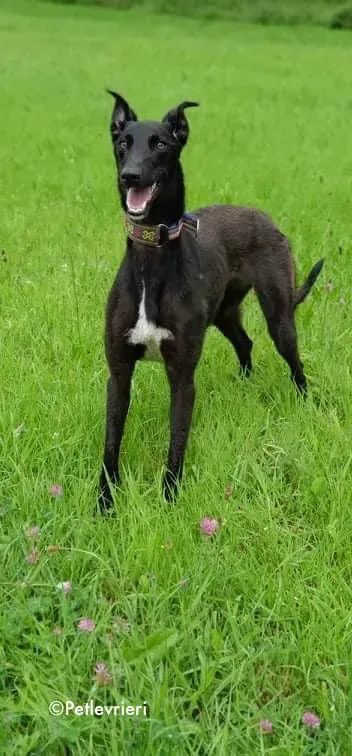 paris adozione levrieri greyhound 1 1