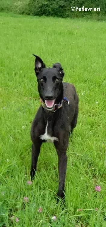 paris adozione levrieri greyhound 2 1