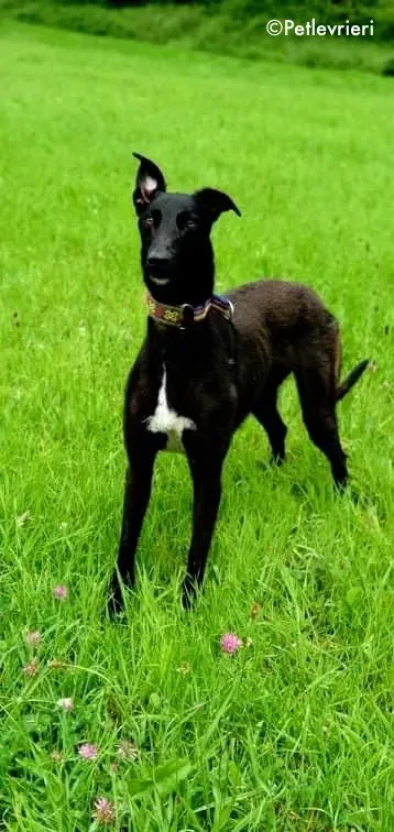 paris adozione levrieri greyhound 3 1