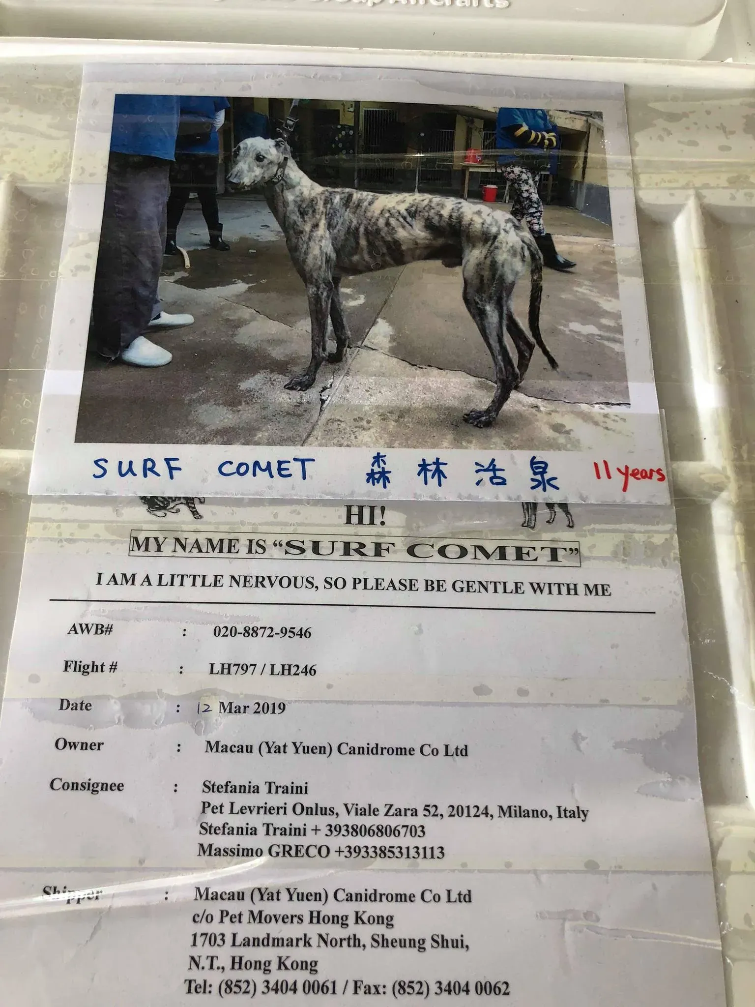 partenza greyhound macao 1 1