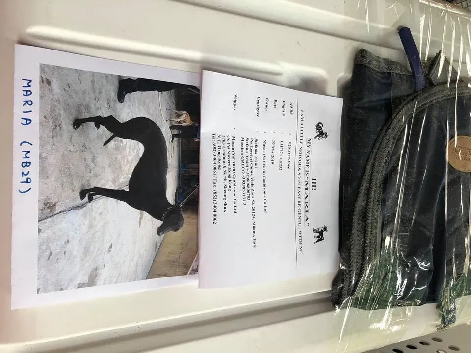 partenza greyhound macao 1 2