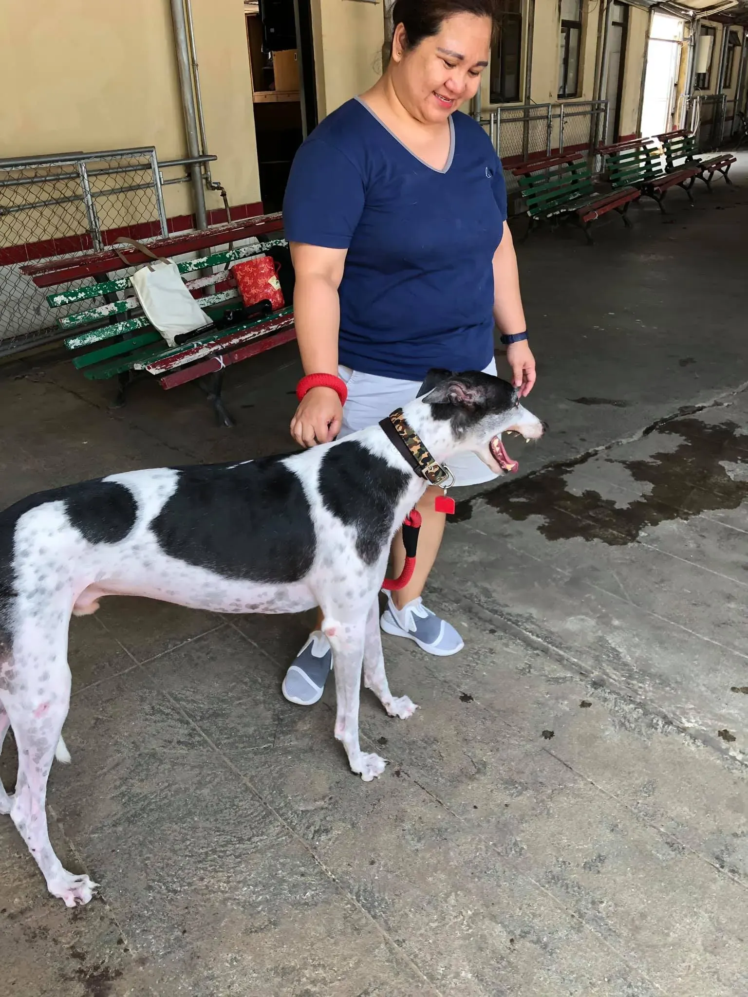 partenza greyhound macao 4