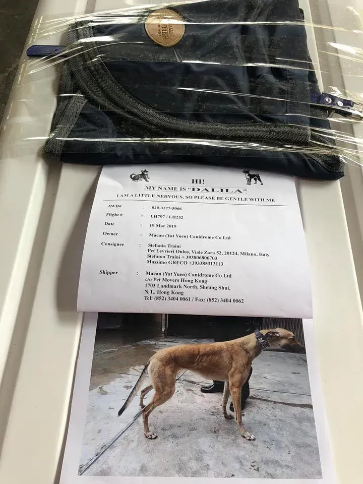 partenza greyhound macao 2 2