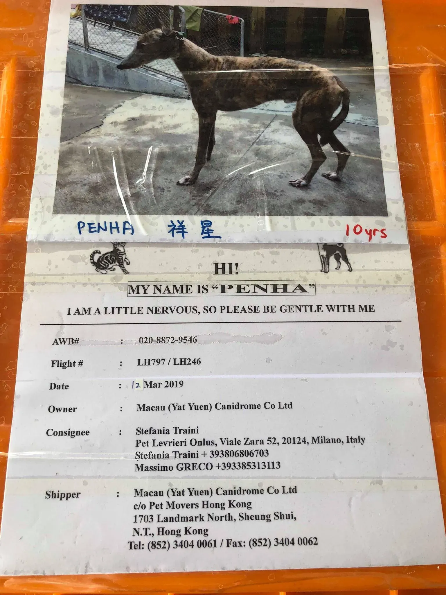 partenza greyhound macao 2 1