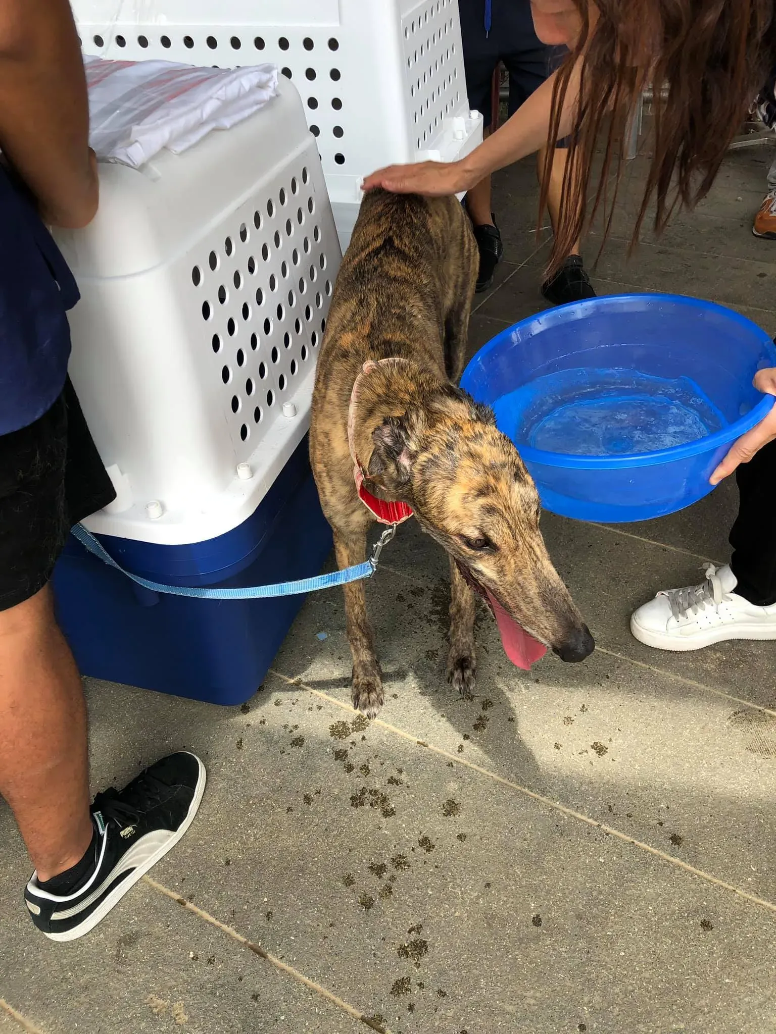 partenza greyhound macao 5