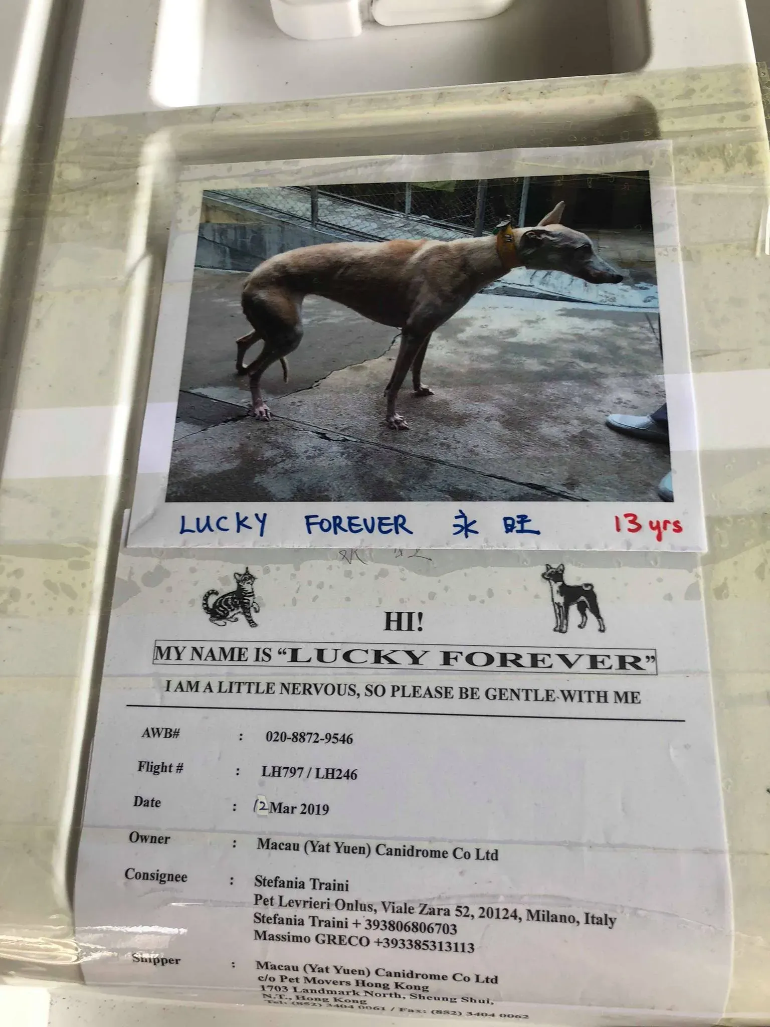 partenza greyhound macao 3 1