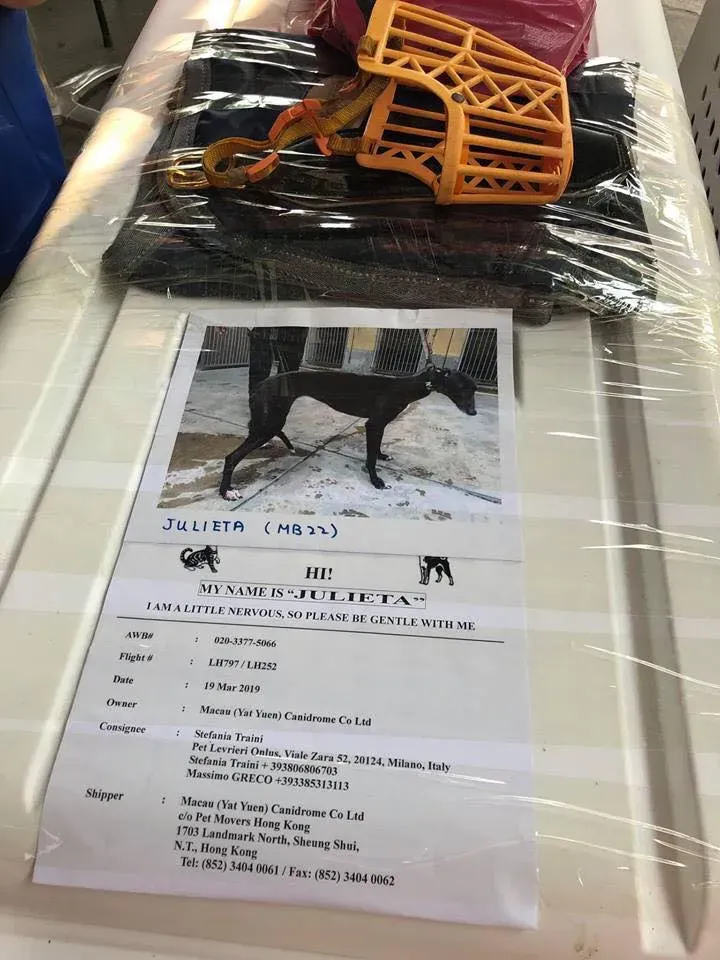 partenza greyhound macao 3 2