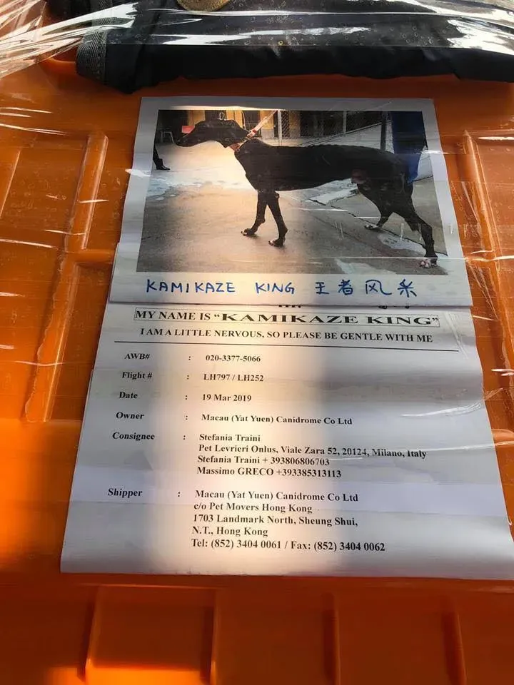 partenza greyhound macao 4 1