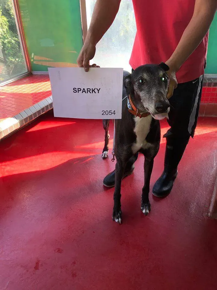 partenza greyhound macao 4 2