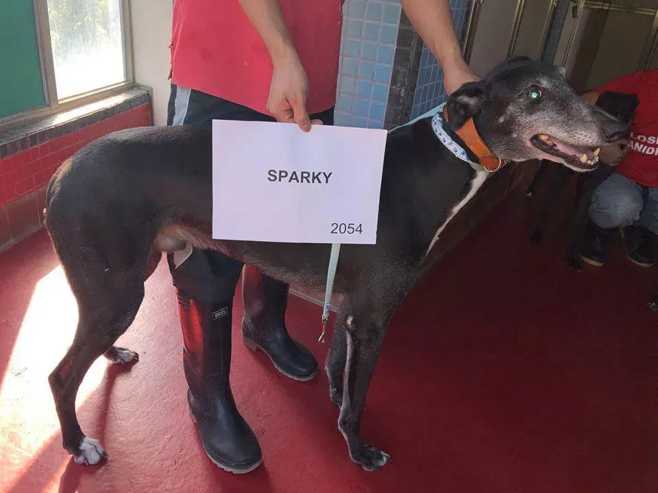 partenza greyhound macao 5 2