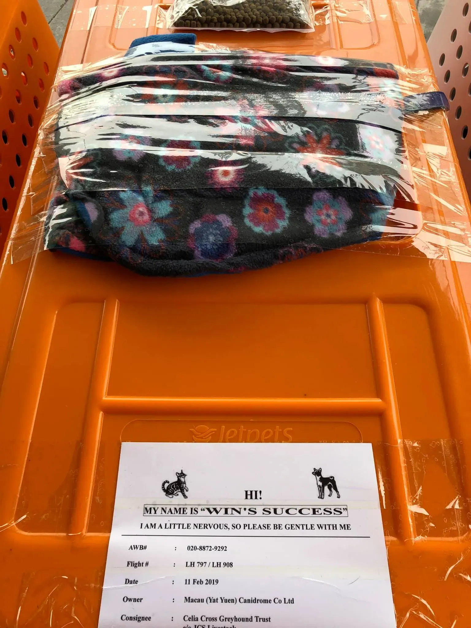 partenza greyhound macao 6 1