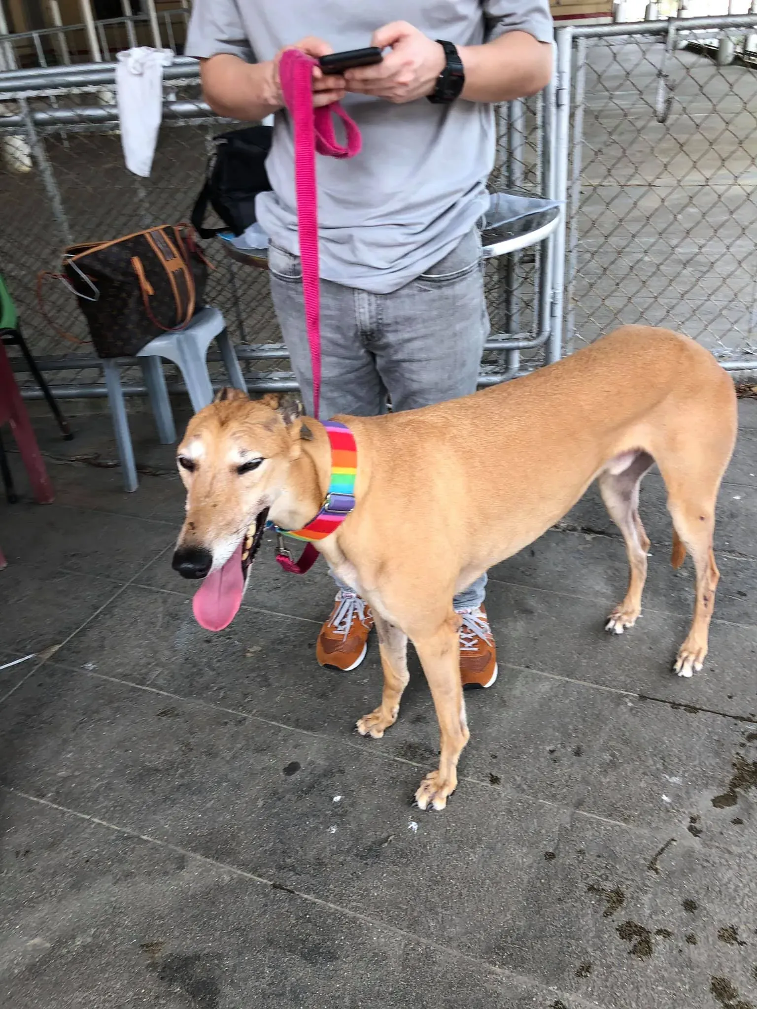 partenza greyhound macao 6