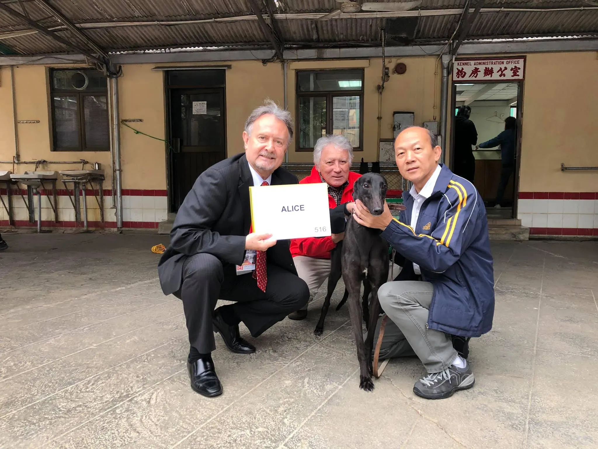 partenza greyhound macao 8 1