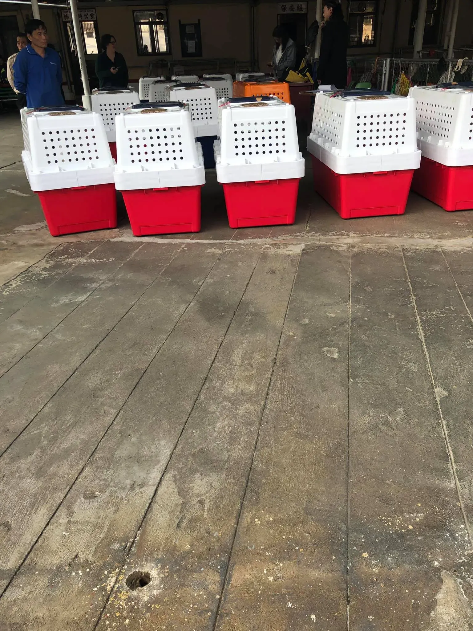 partenza greyhpund macao