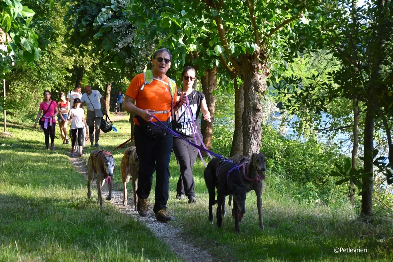 passeggiata pet levrieri 22