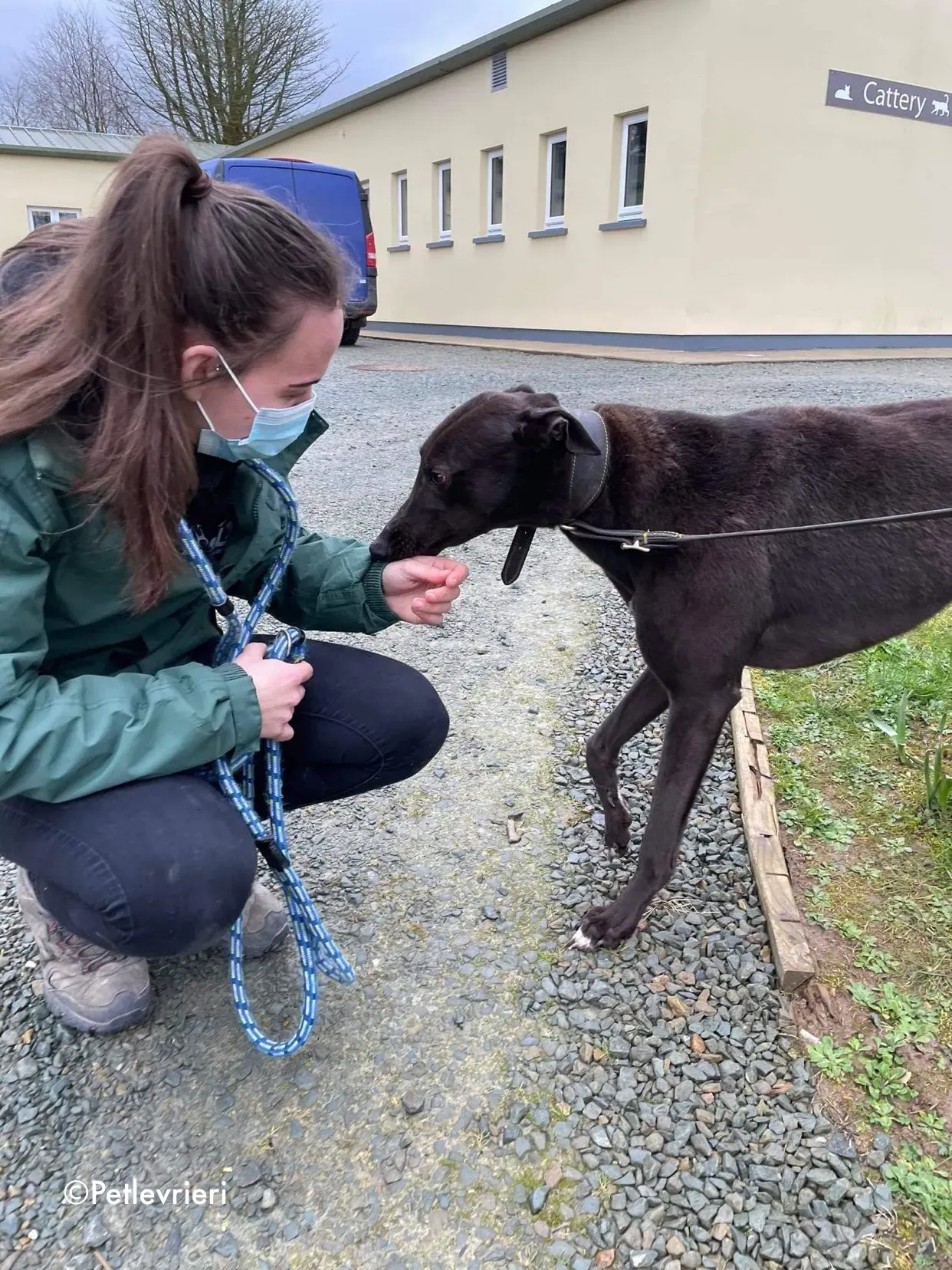 paudie adozione levrieri greyhound 1