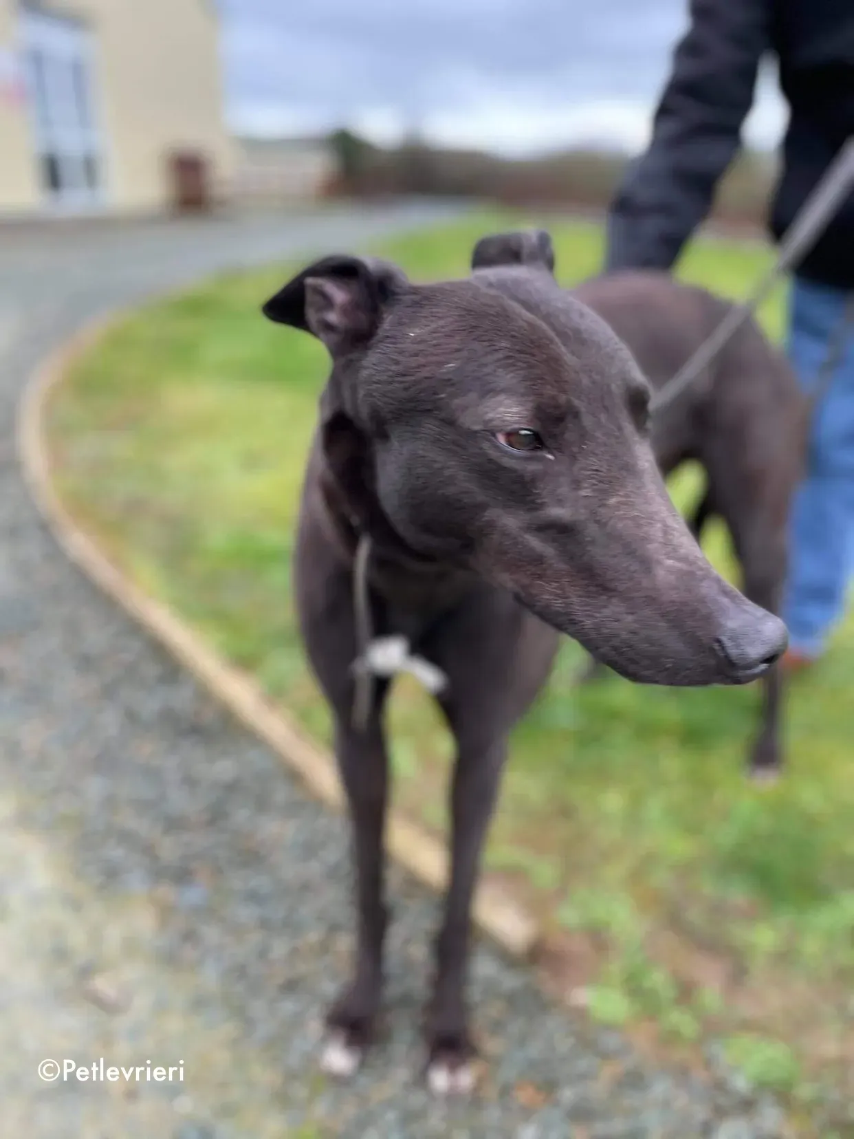 paudie adozione levrieri greyhound 10