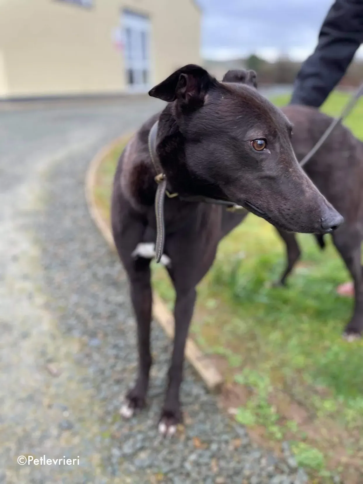 paudie adozione levrieri greyhound 11