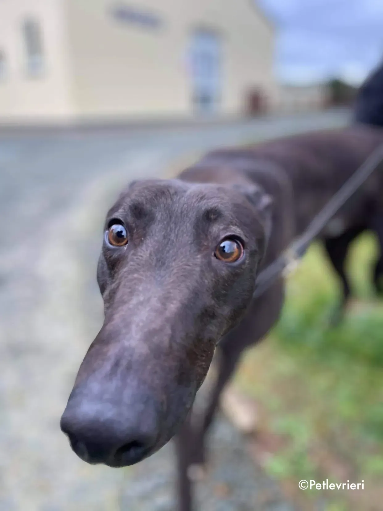 paudie adozione levrieri greyhound 12