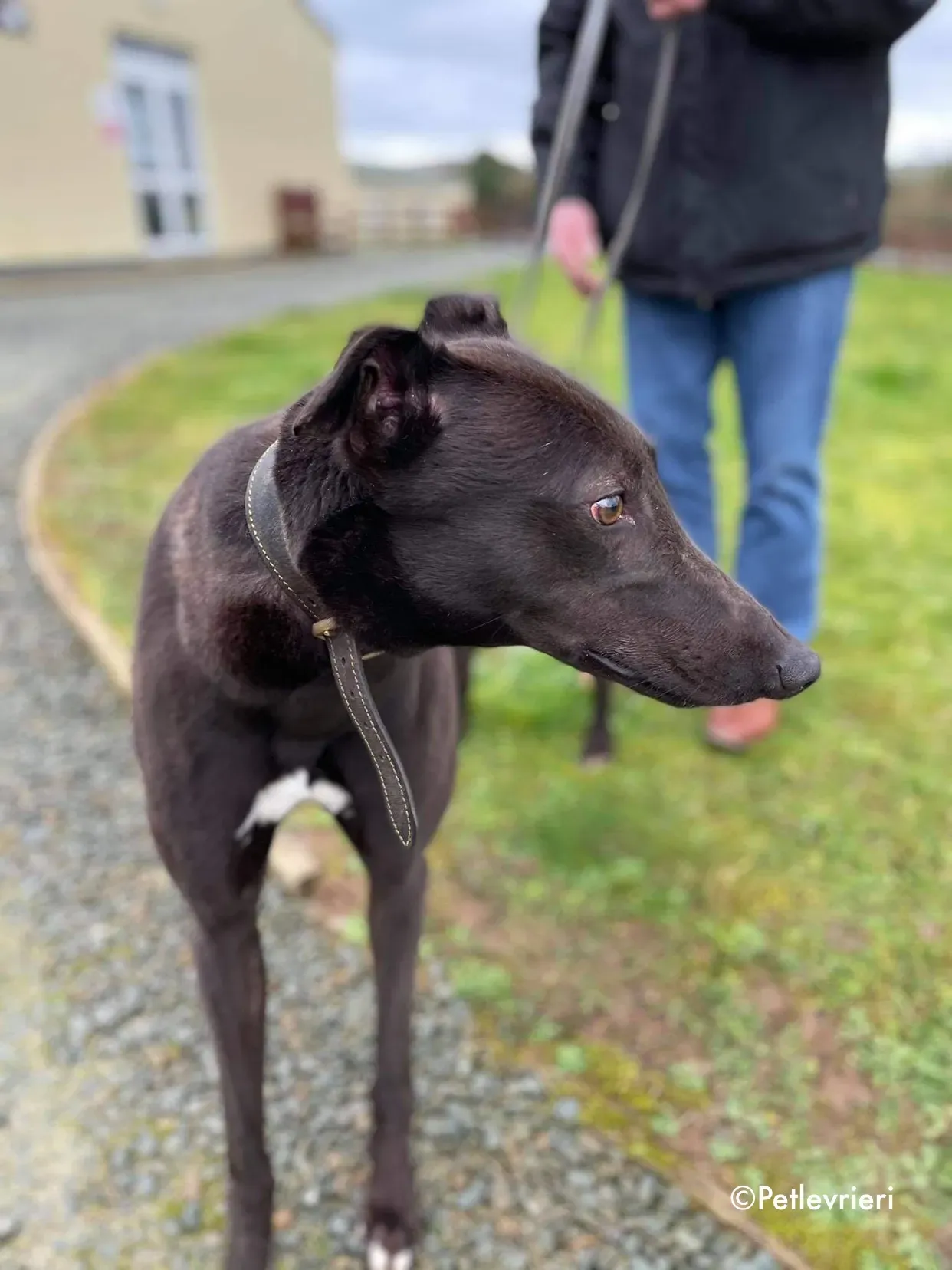 paudie adozione levrieri greyhound 13