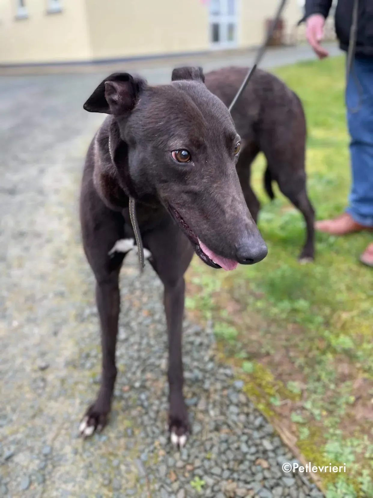 paudie adozione levrieri greyhound 14