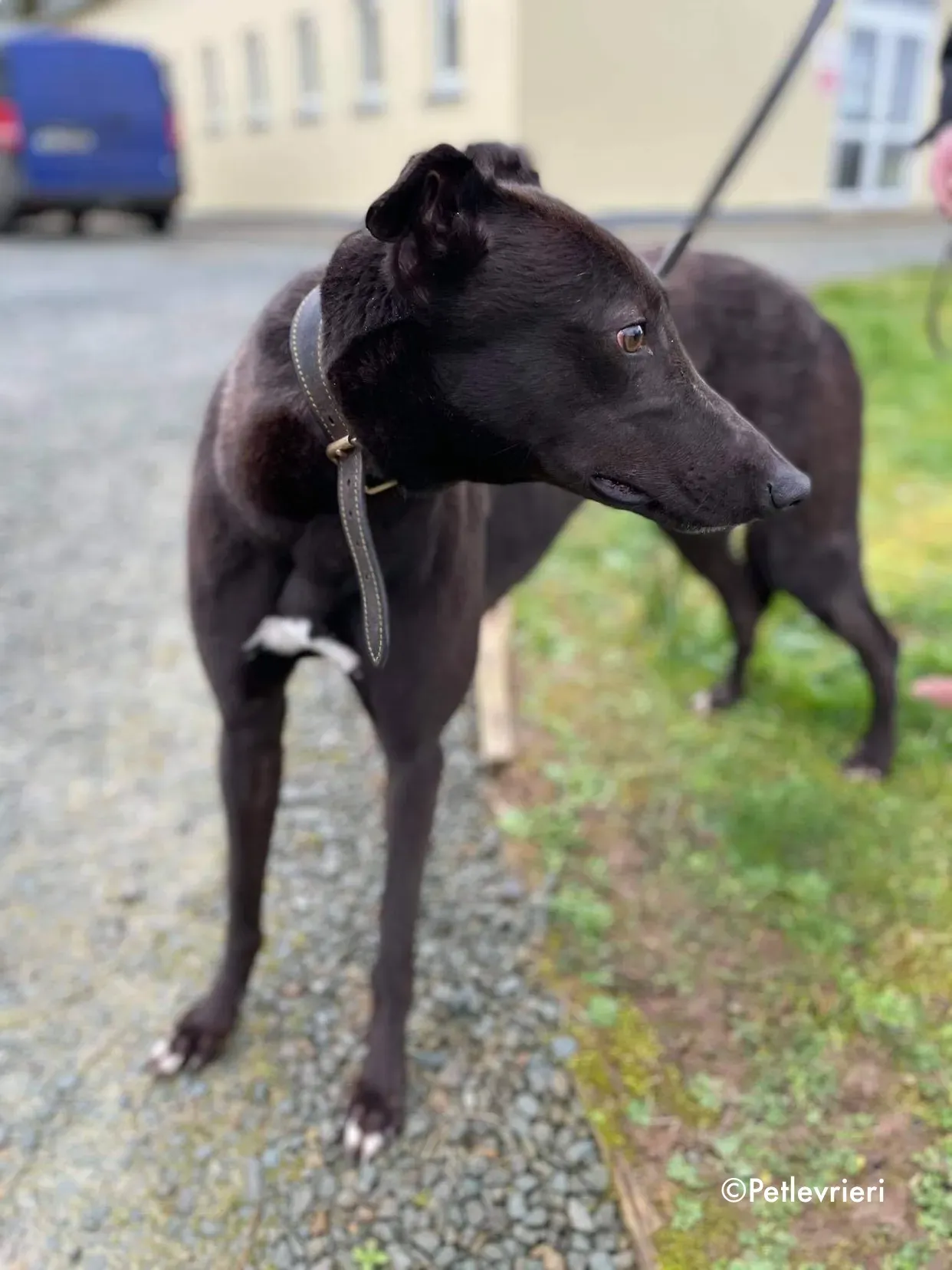 paudie adozione levrieri greyhound 15