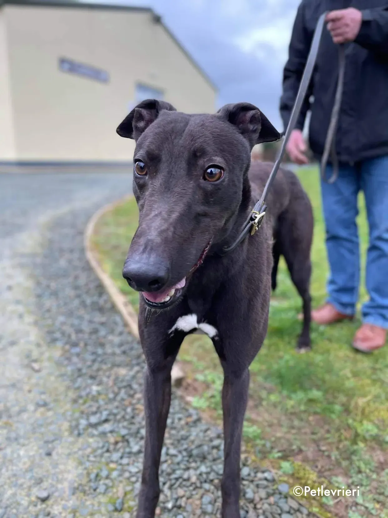 paudie adozione levrieri greyhound 16