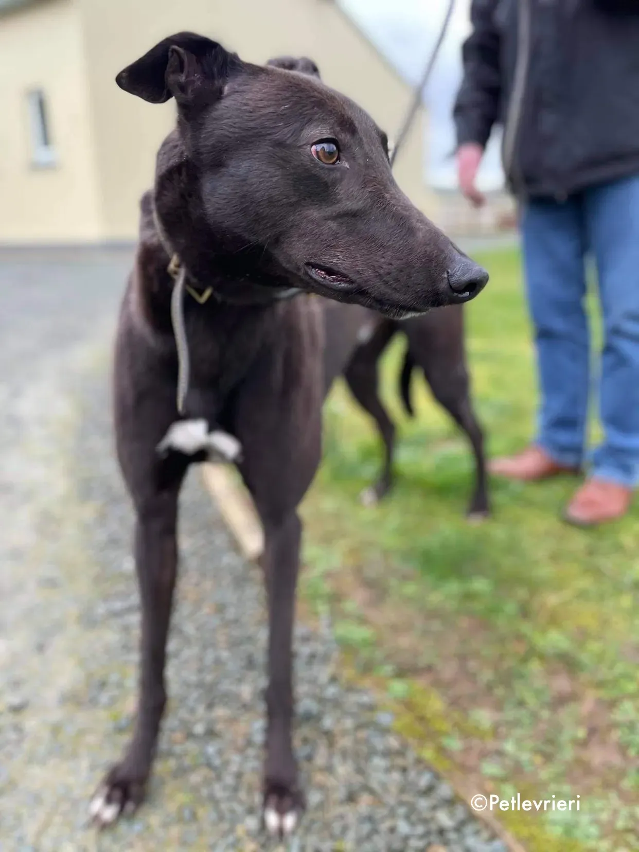 paudie adozione levrieri greyhound 17