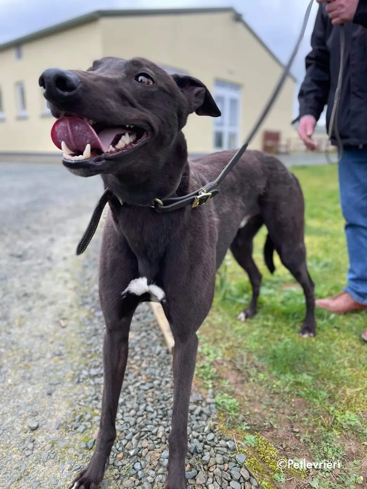 paudie adozione levrieri greyhound 18