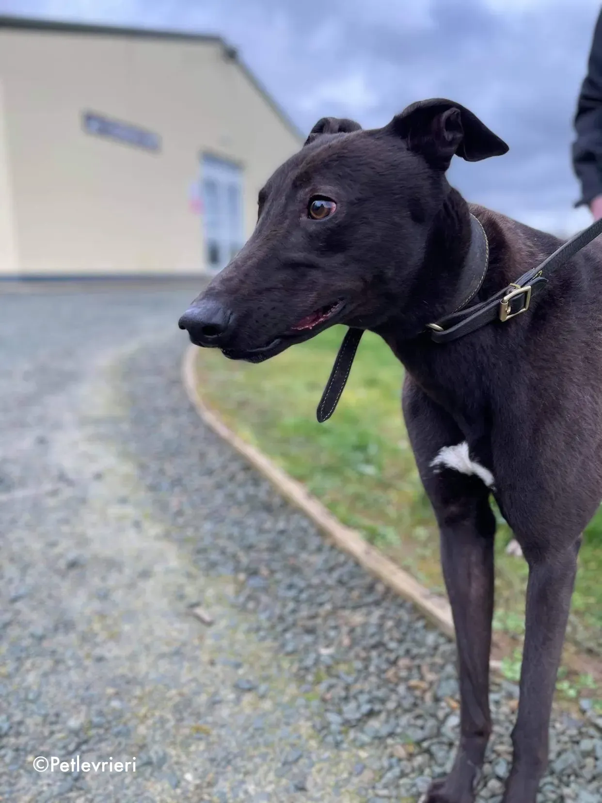 paudie adozione levrieri greyhound 19