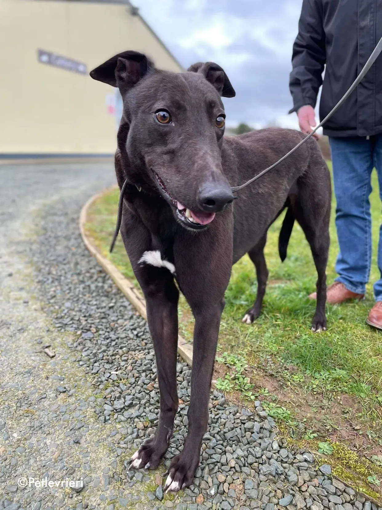 paudie adozione levrieri greyhound 20