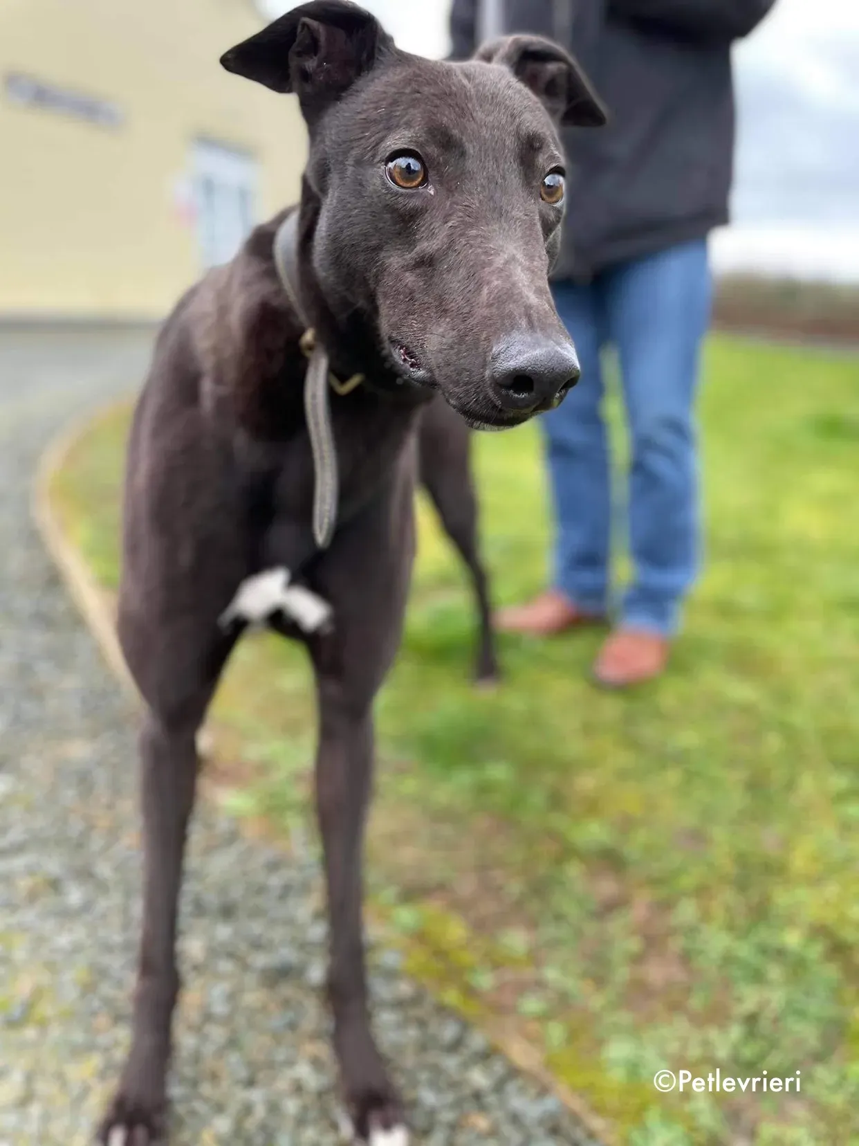 paudie adozione levrieri greyhound 21