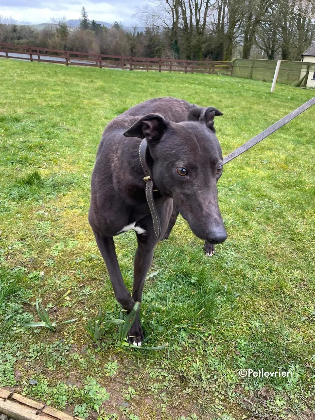 paudie adozione levrieri greyhound 22