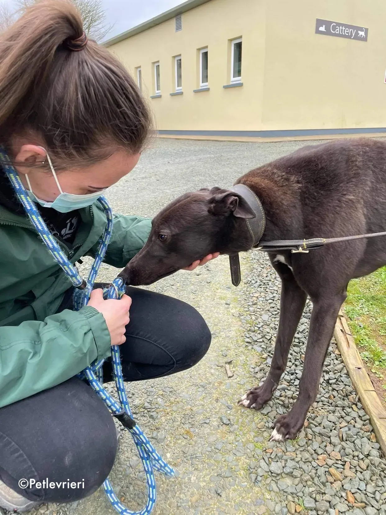 paudie adozione levrieri greyhound 3