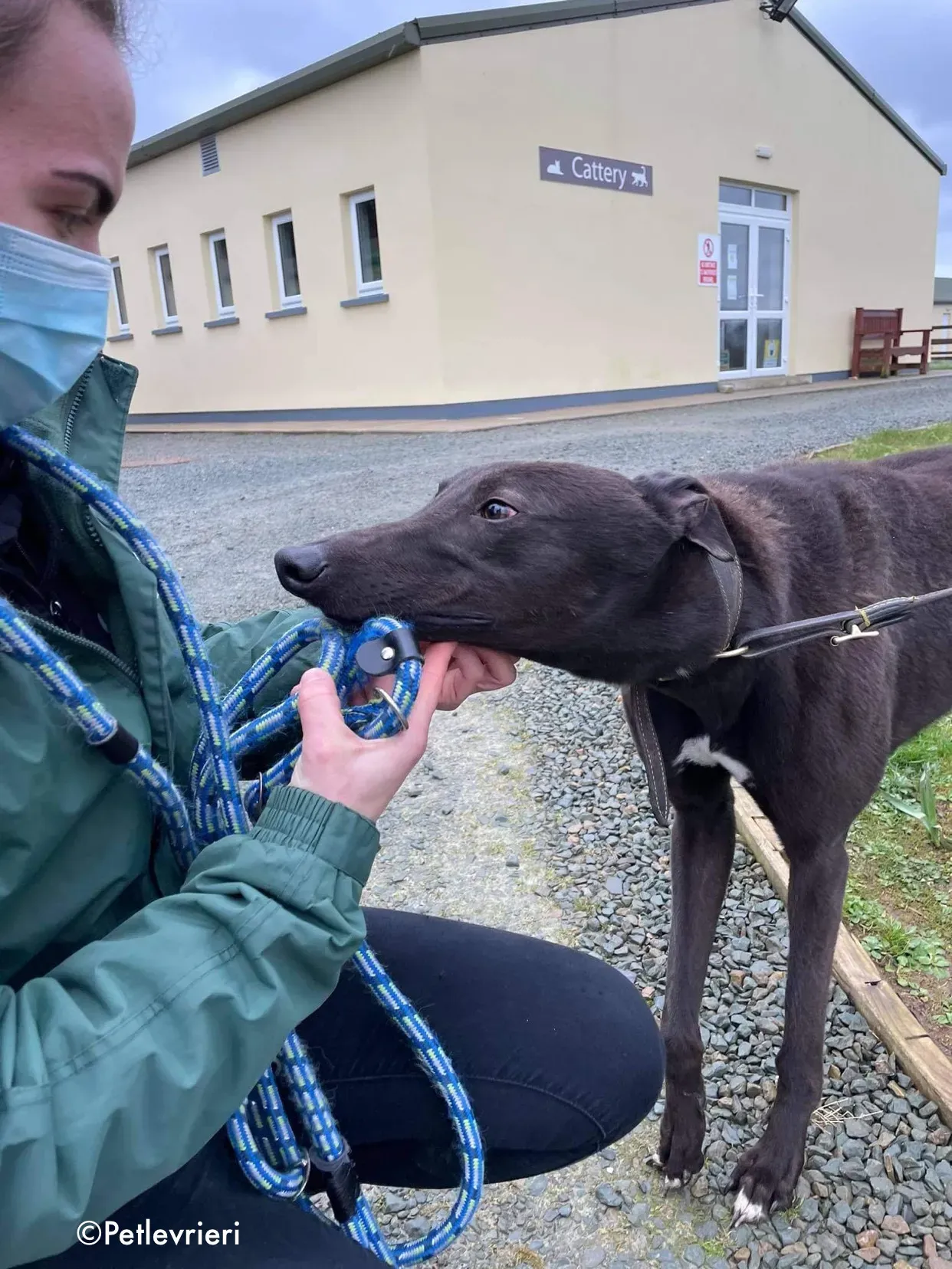 paudie adozione levrieri greyhound 4