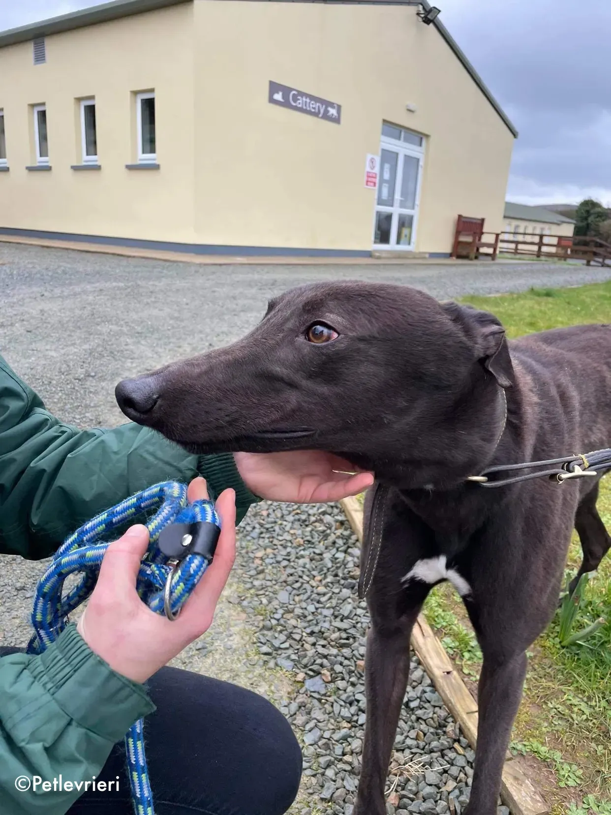 paudie adozione levrieri greyhound 5