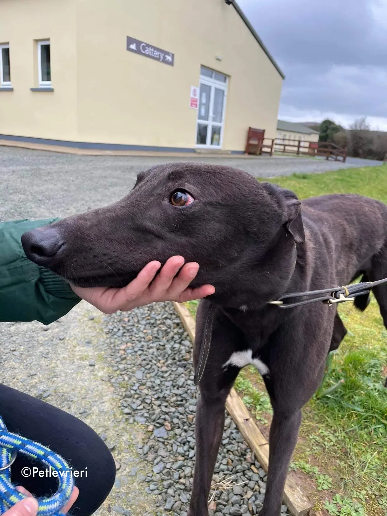 paudie adozione levrieri greyhound 6