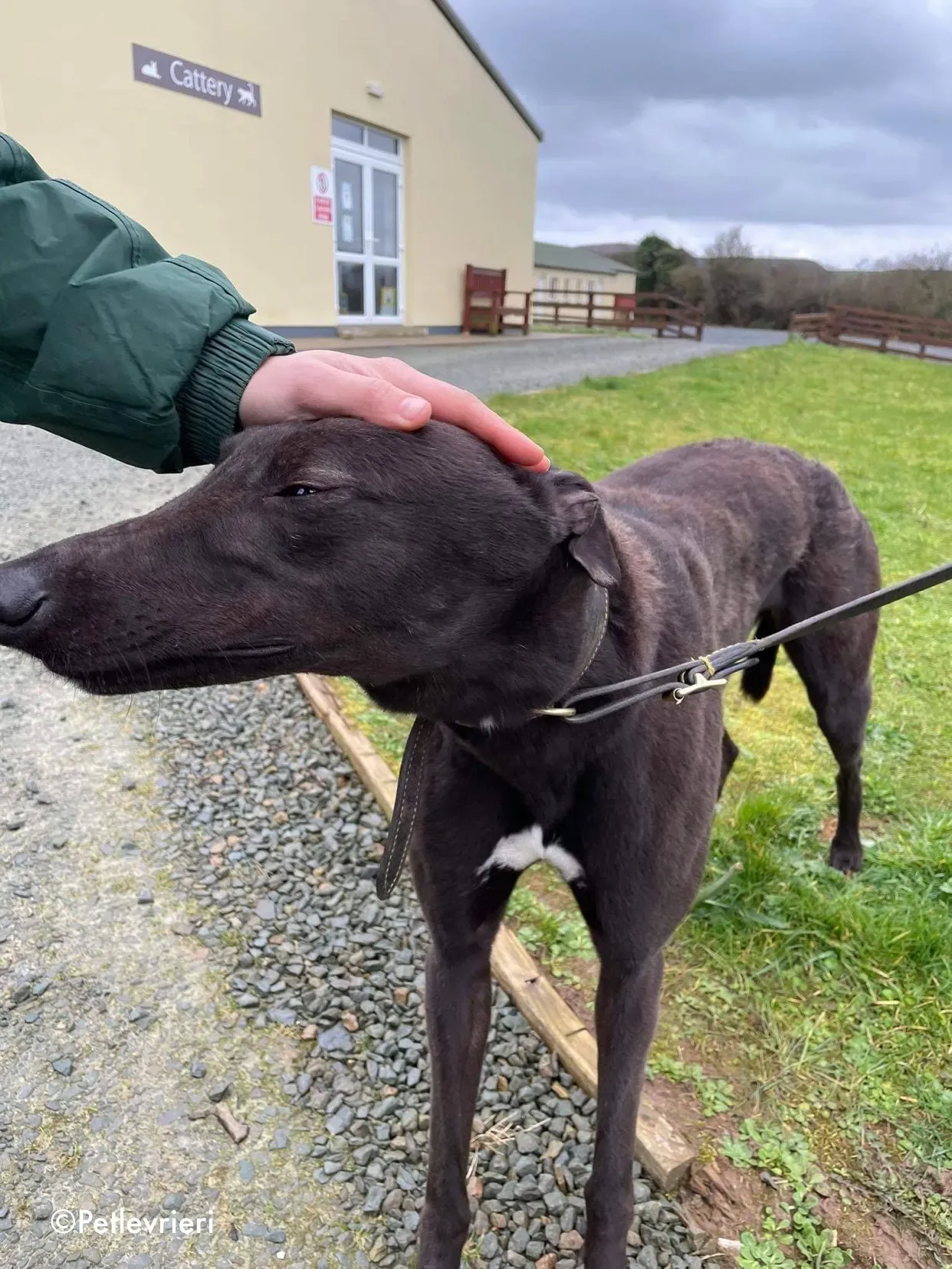 paudie adozione levrieri greyhound 7