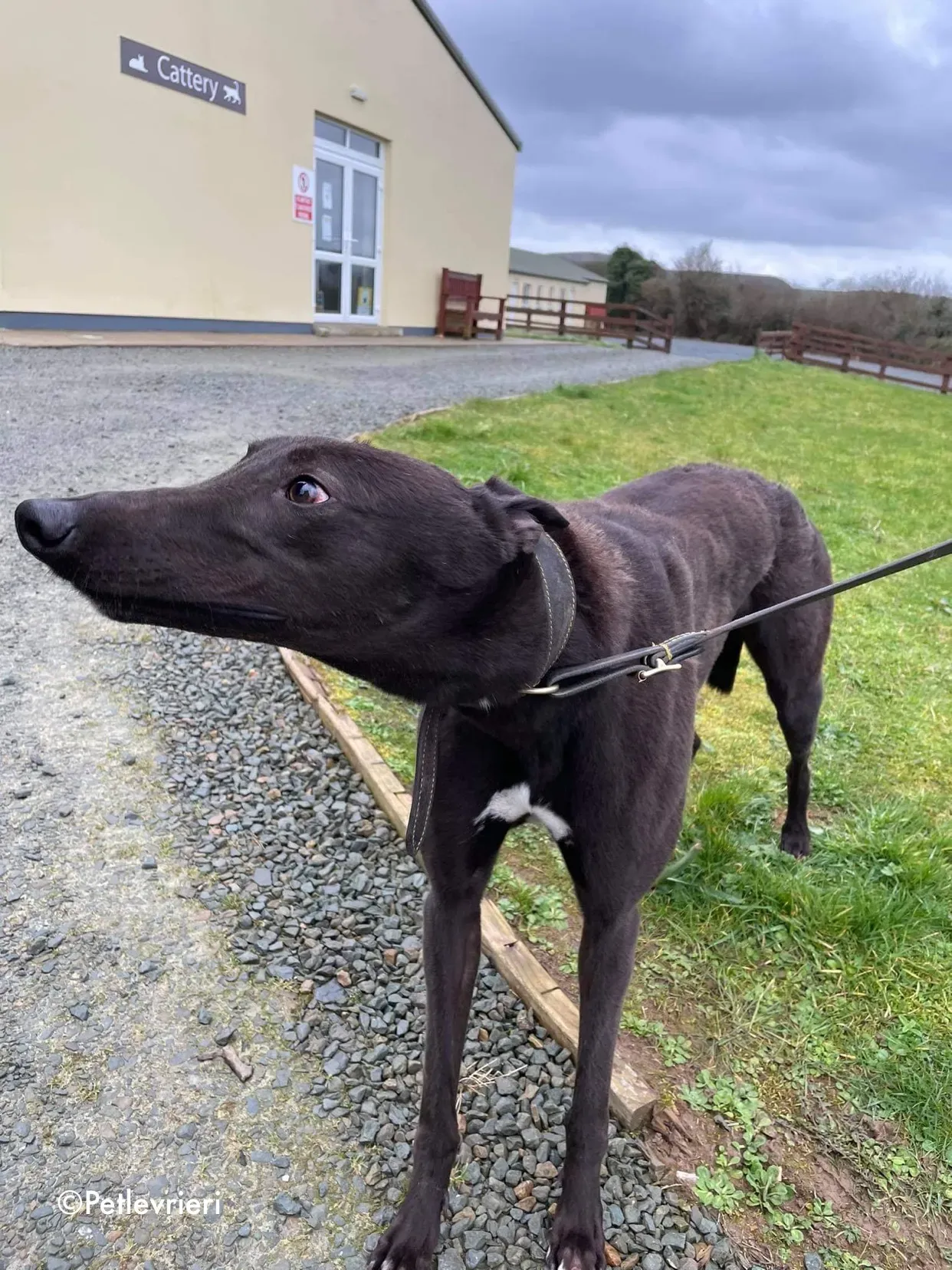 paudie adozione levrieri greyhound 8