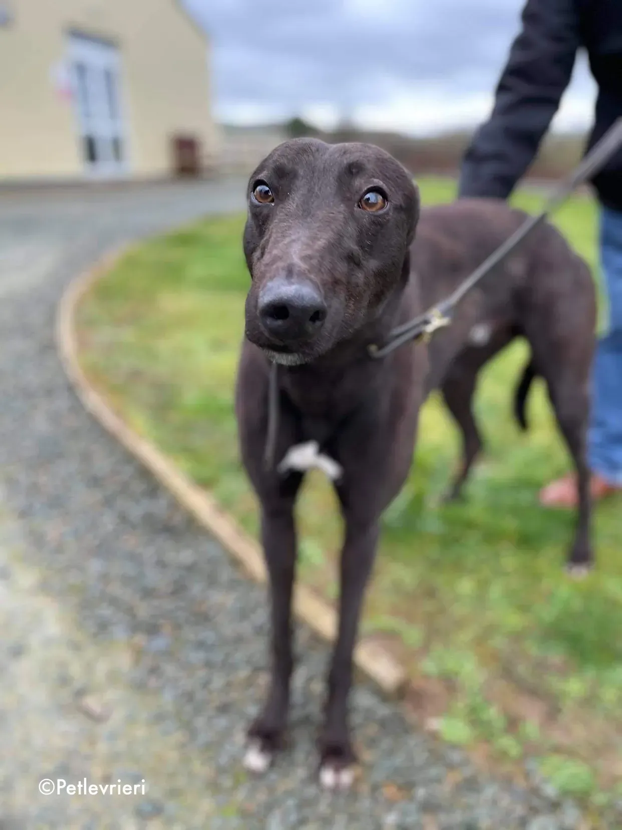 paudie adozione levrieri greyhound 9