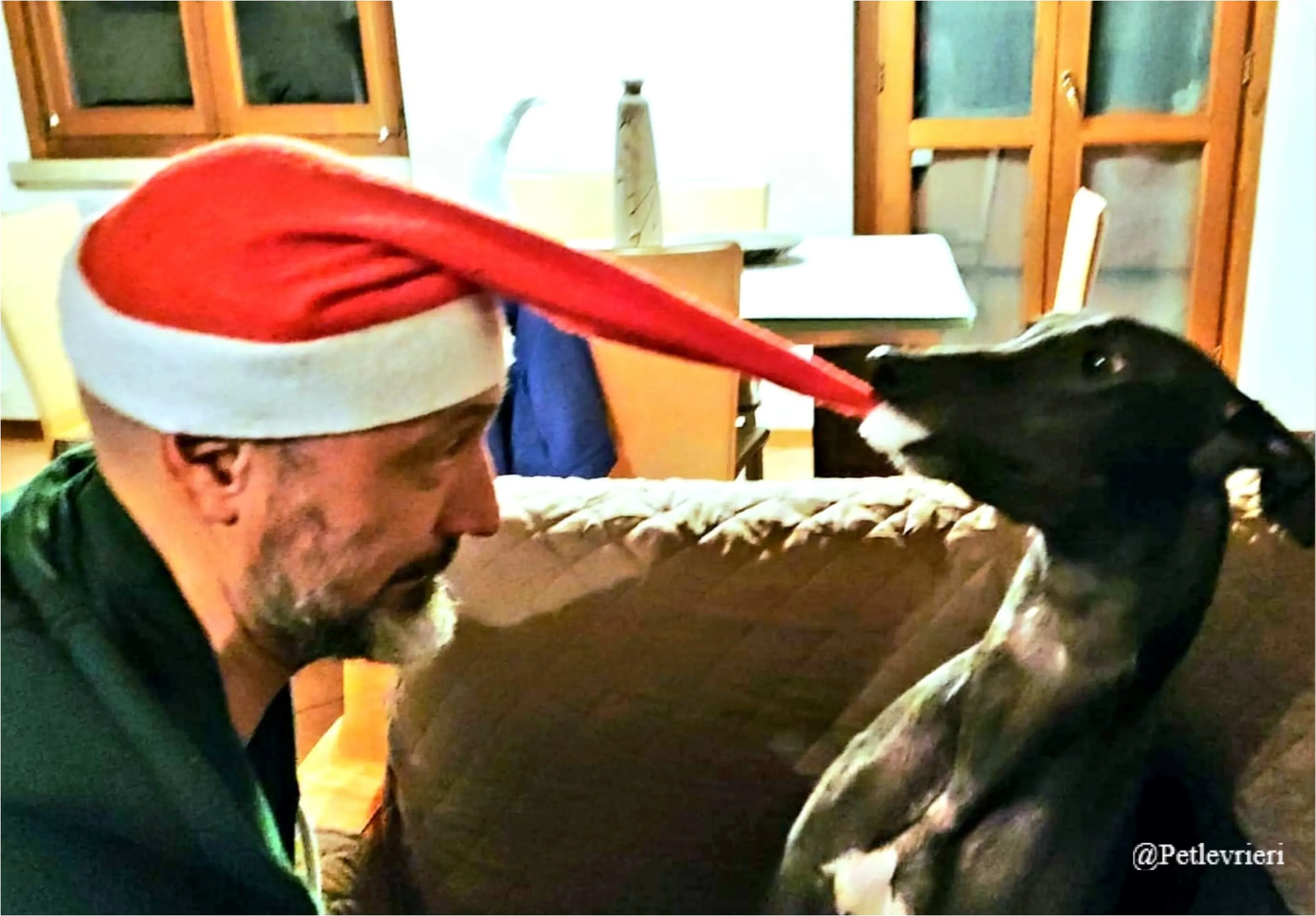 paudie pet levrieri natale 2021