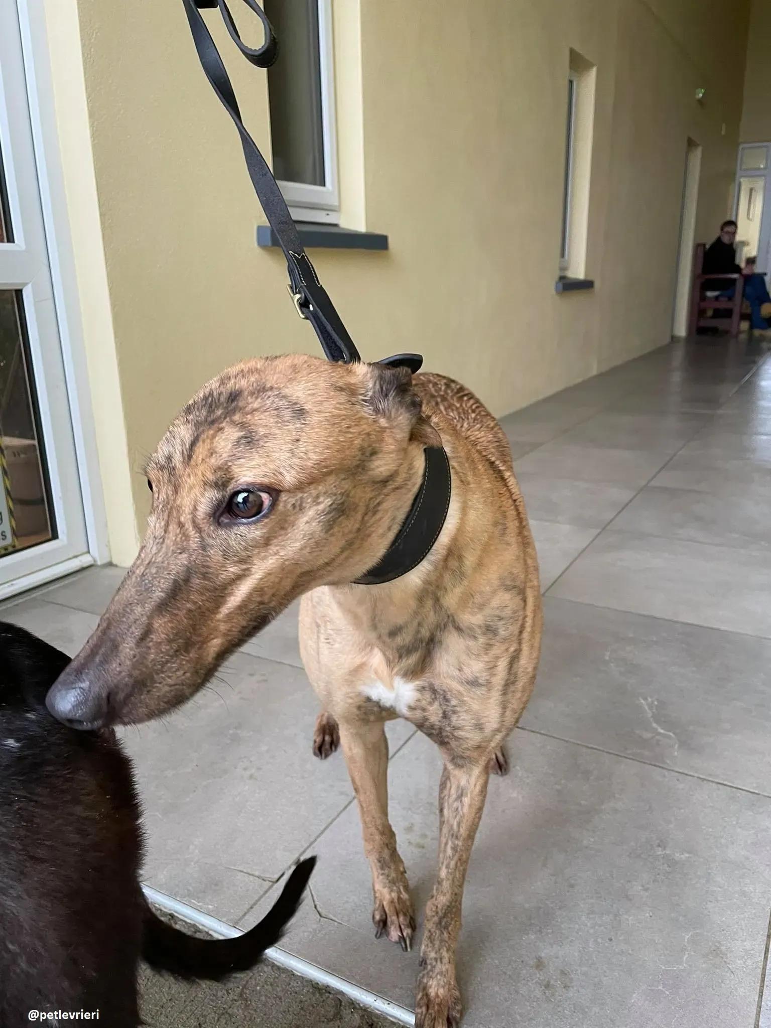 pearl adozione greyhound 3