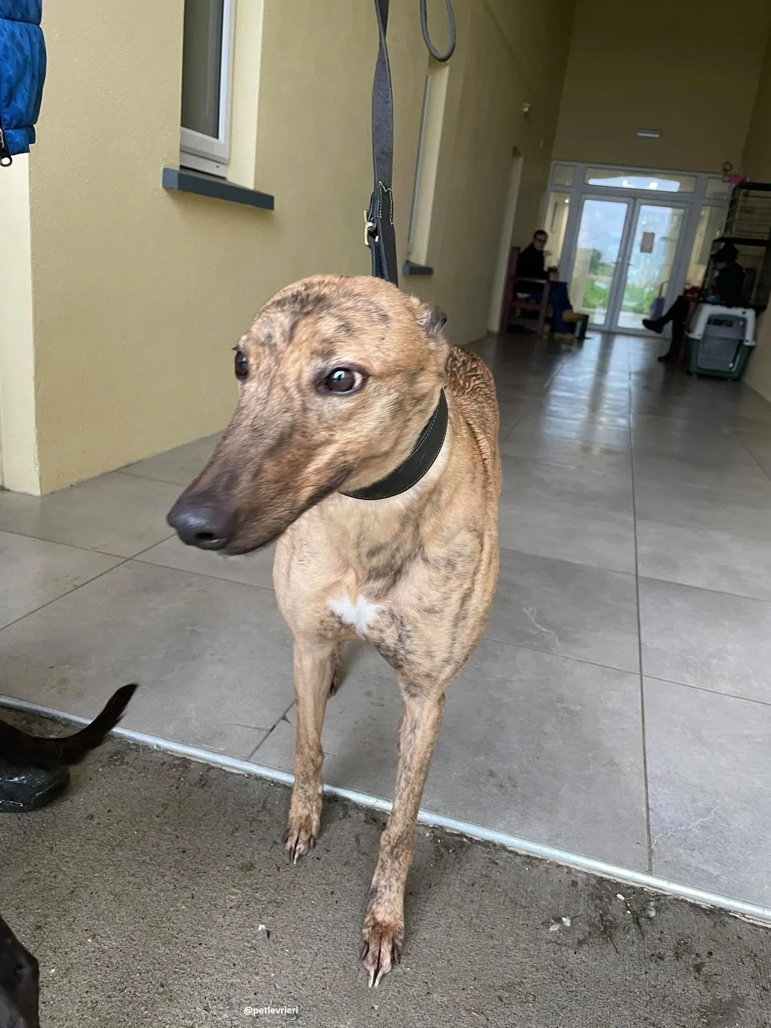 pearl adozione greyhound 4