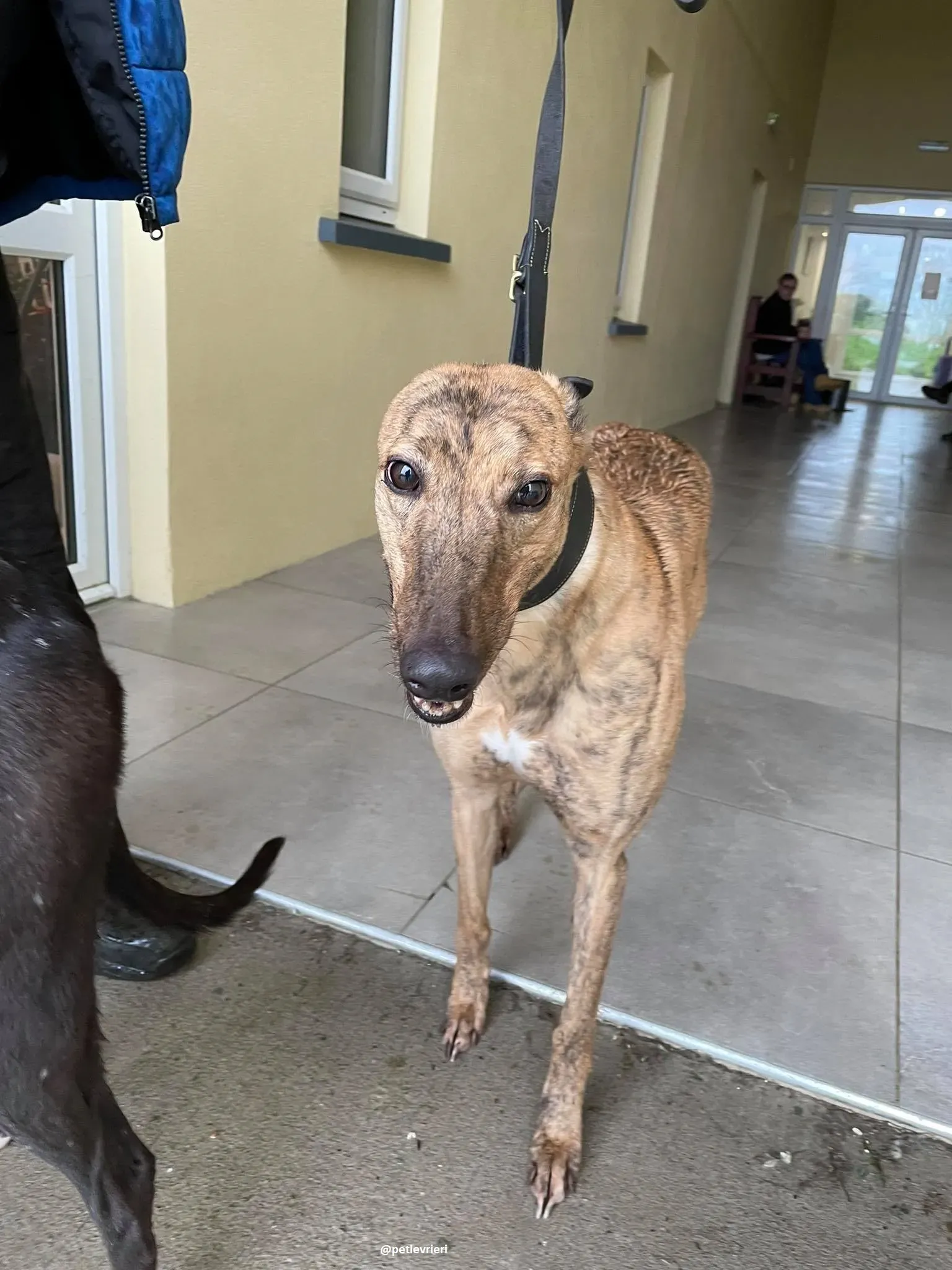 pearl adozione greyhound 2