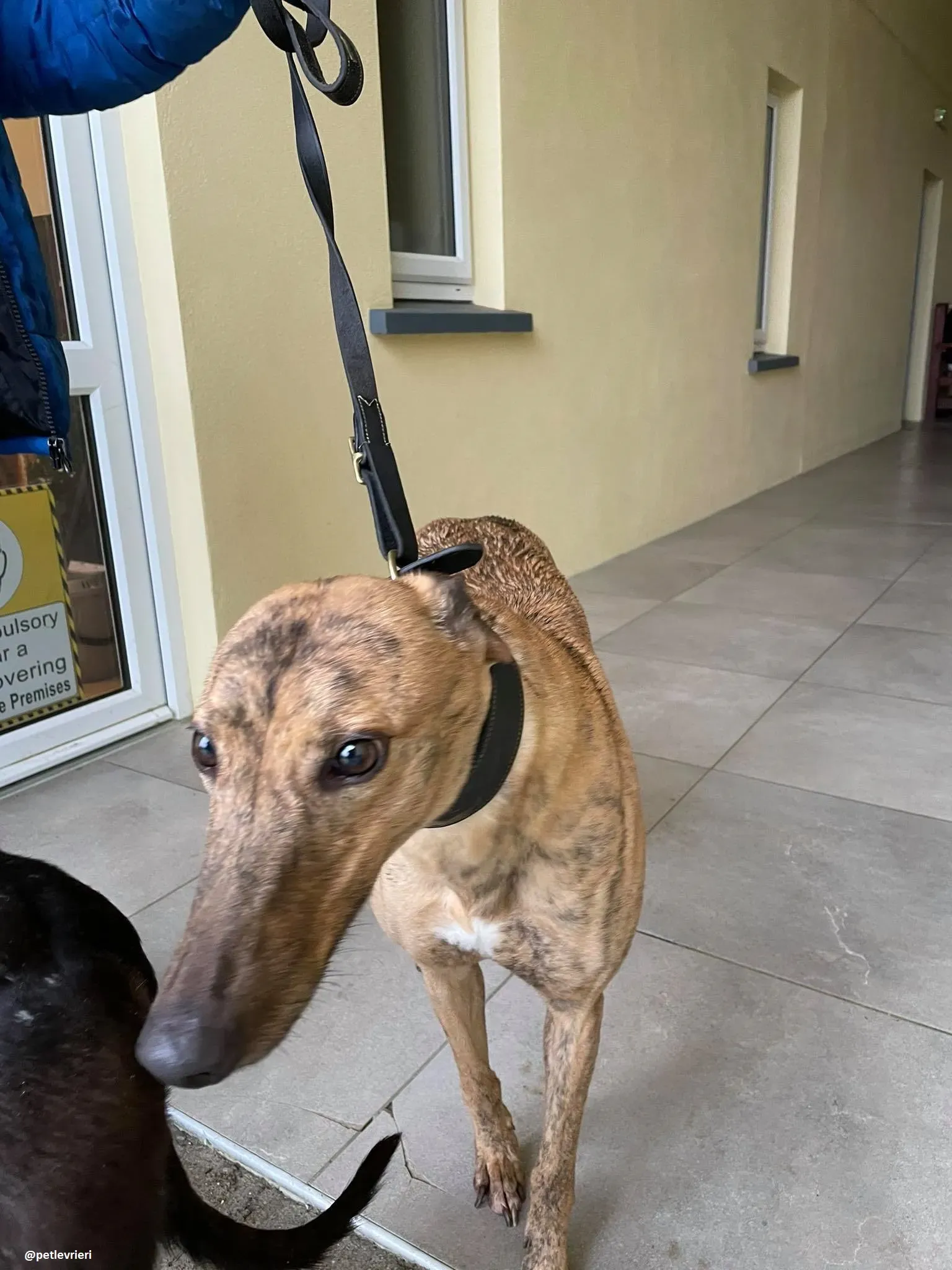 pearl adozione greyhound 1