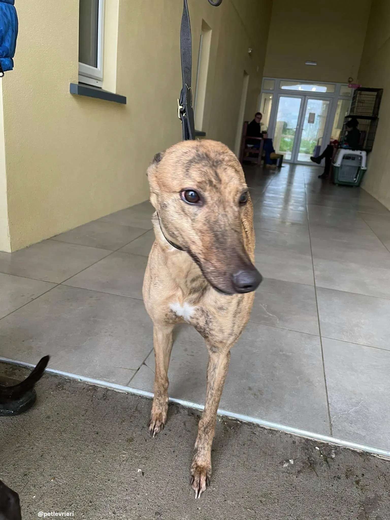 pearl adozione greyhound 5