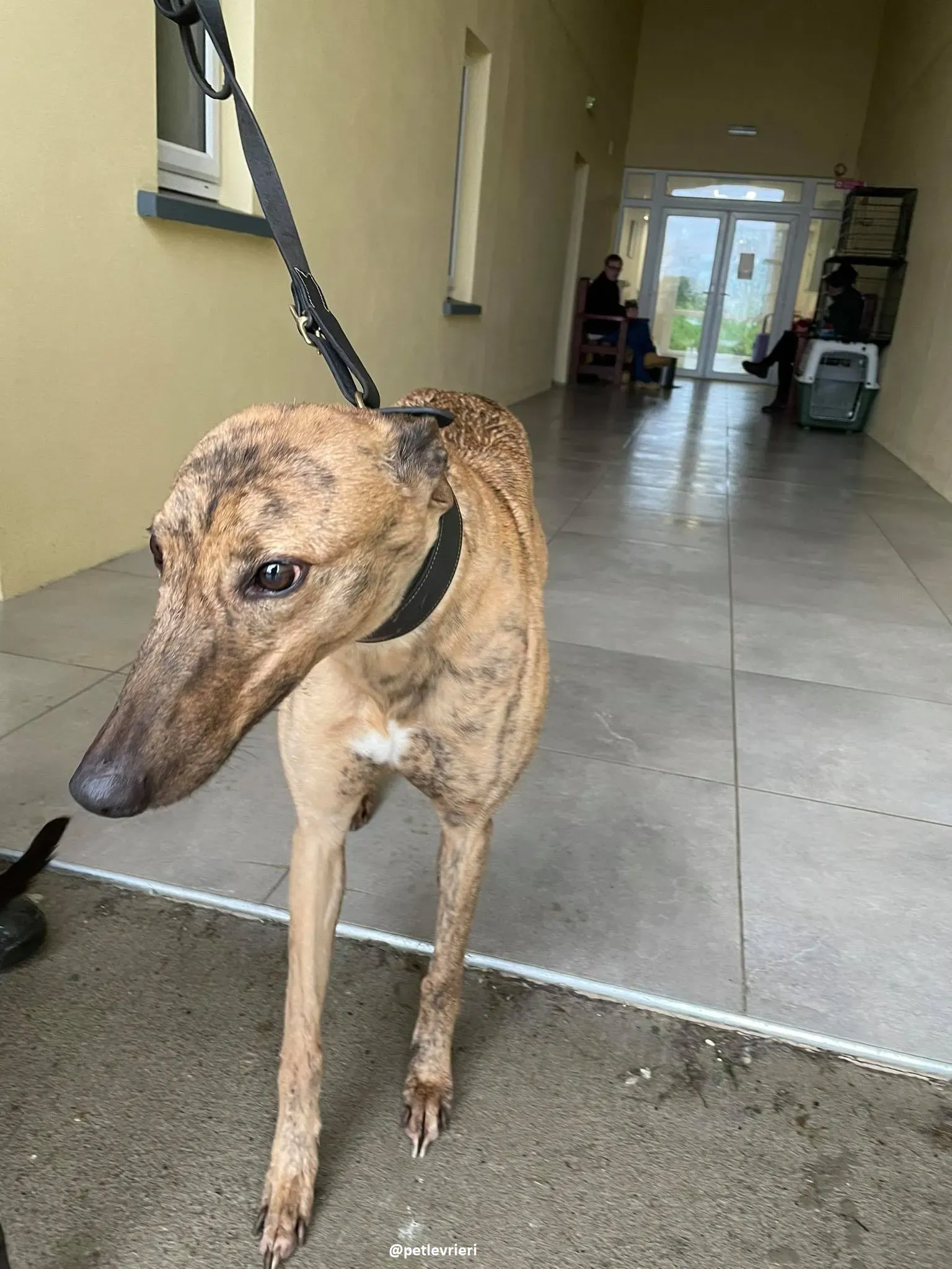 pearl adozione greyhound 6