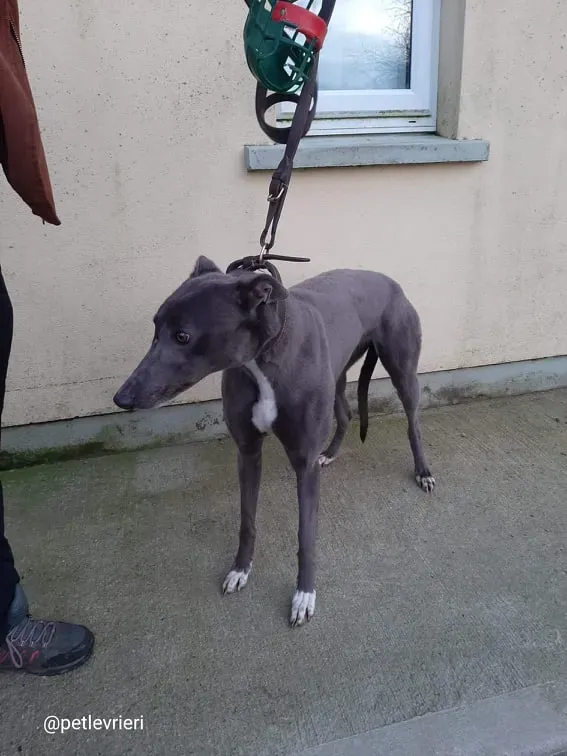 pearl adozione greyhound 7