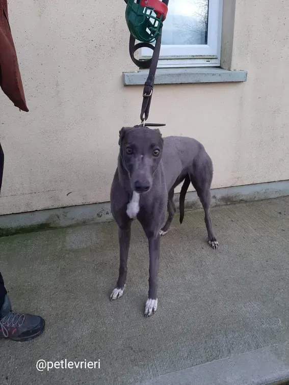 pearl adozione greyhound 8