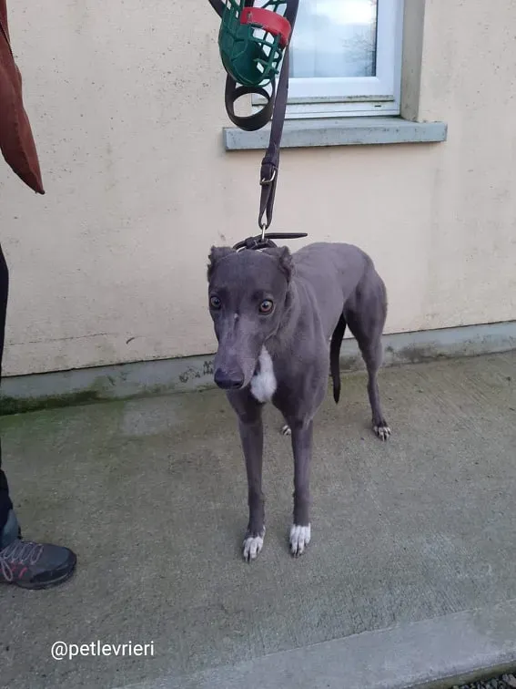 pearl adozione greyhound 9